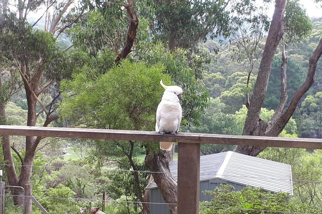 Katoomba Falls Cottage Extérieur photo
